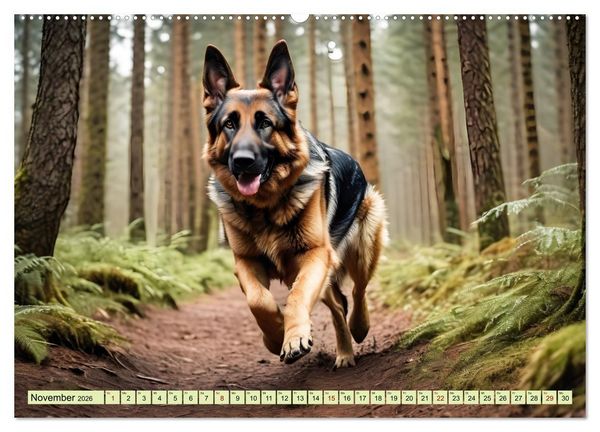 Produktbild: Deutscher Sch&auml;ferhund - Inbegriff der Treue (hochwertiger Premium Wandkalender 2026 DIN A2 quer), Kunstdruck in Hochglanz