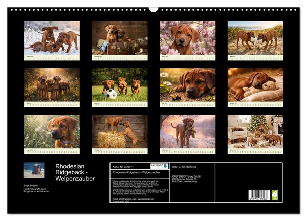 Produktbild: Rhodesian Ridgeback - Welpenzauber (Wandkalender 2027 DIN A2 quer), CALVENDO Monatskalender