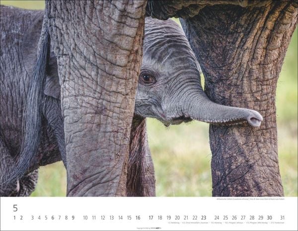 Produktbild: Elefantenbabys Kalender 2027