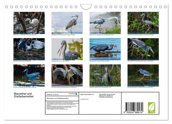 Produktbild: Blaureiher und Dreifarbenreiher (Wandkalender 2026 DIN A4 quer), CALVENDO Monatskalender