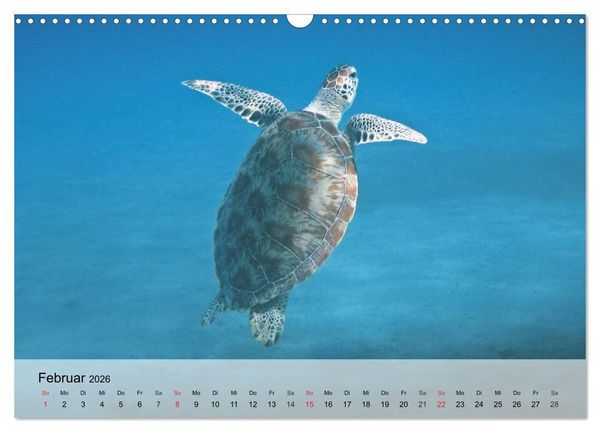 Produktbild: Meeresschildkr&ouml;ten. Nomaden der Ozeane (Wandkalender 2026 DIN A3 quer), CALVENDO Monatskalender