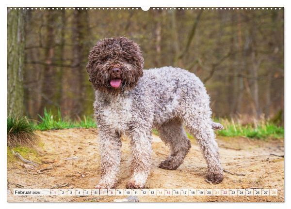 Produktbild: Lagotto Romagnolo - der Tr&uuml;ffelhund Italiens (Wandkalender 2026 DIN A2 quer), CALVENDO Monatskalender
