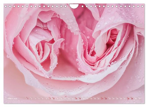 Produktbild: Rosen im Morgentau (Wandkalender 2026 DIN A4 quer), CALVENDO Monatskalender
