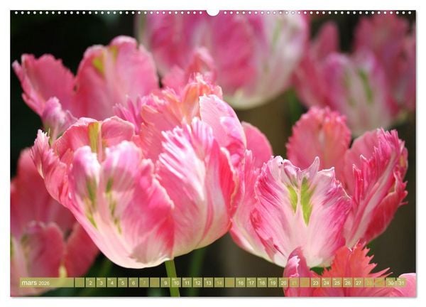 Produktbild: Une f&ecirc;te de fleurs (Calendrier mural 2026 DIN A2 vertical) calendrier de bureau