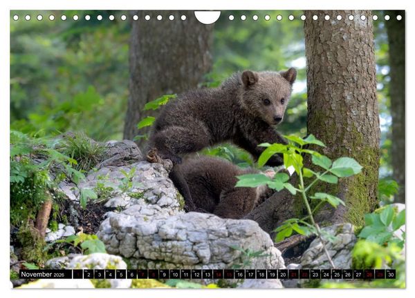 Produktbild: Lautlos in den W&auml;ldern Sloweniens (Wandkalender 2026 DIN A4 quer), CALVENDO Monatskalender