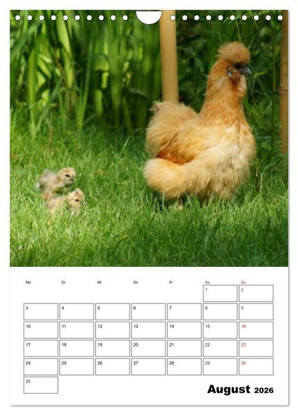 Produktbild: H&uuml;hner Terminplaner (Wandkalender 2026 DIN A4 hoch), CALVENDO Monatskalender