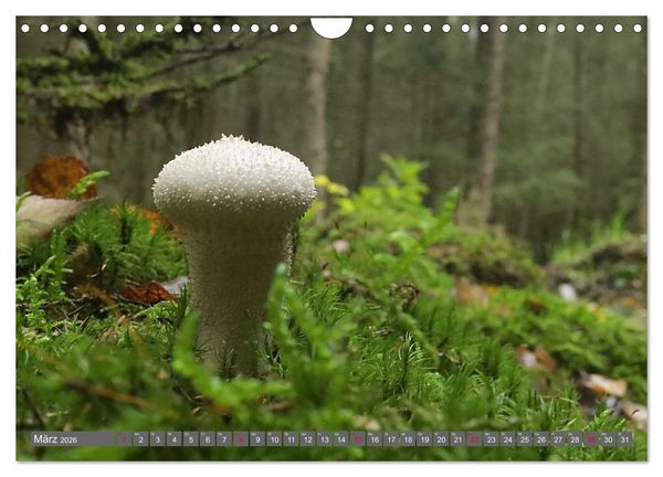 Produktbild: PILZE IM WALD (Wandkalender 2026 DIN A4 quer), CALVENDO Monatskalender