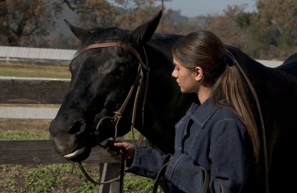 Produktbild: Black Beauty - Die Legende lebt weiter