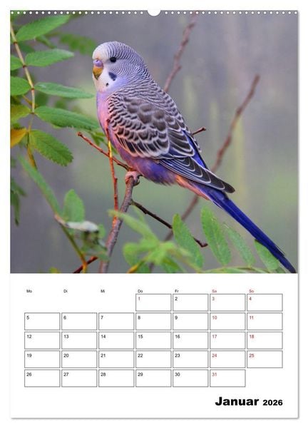 Produktbild: Der Wellensittich - mein bester Freund (hochwertiger Premium Wandkalender 2026 DIN A2 hoch), Kunstdruck in Hochglanz