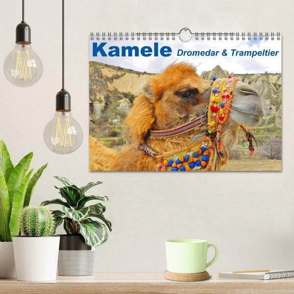 Produktbild: Kamele &bull; Dromedar & Trampeltier (Wandkalender 2026 DIN A4 quer), CALVENDO Monatskalender