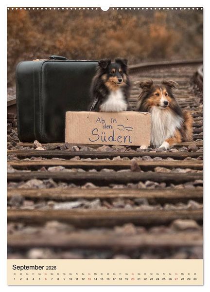 Produktbild: Mit Shelties durchs Jahr (hochwertiger Premium Wandkalender 2026 DIN A2 hoch), Kunstdruck in Hochglanz