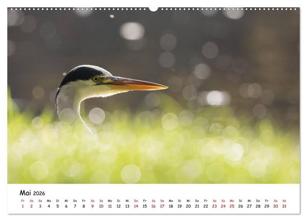 Produktbild: Die Graureiher vom Ahnepark (Wandkalender 2026 DIN A2 quer), CALVENDO Monatskalender