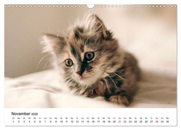 Produktbild: Katzenbabys (Wandkalender 2026 DIN A3 quer), CALVENDO Monatskalender