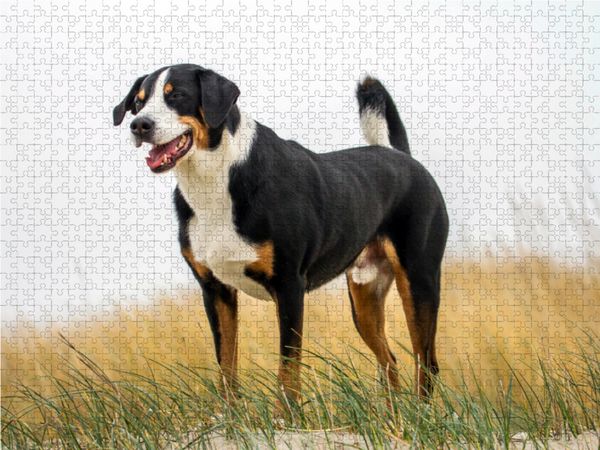Produktbild: CALVENDO Puzzle Appenzeller Sennenhund R&uuml;de 1000 Teile Lege-Gr&ouml;&szlig;e 64 x 48 cm Foto-Puzzle Bild von SchnelleWelten