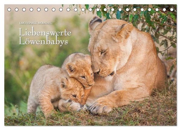Emotionale Momente: Liebenswerte Löwenbabys / CH-Version (Tischkalender 2026 DIN A5 quer), CALVENDO Monatskalender