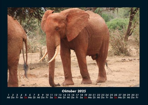 Produktbild: Elefanten 2025 Fotokalender DIN A4