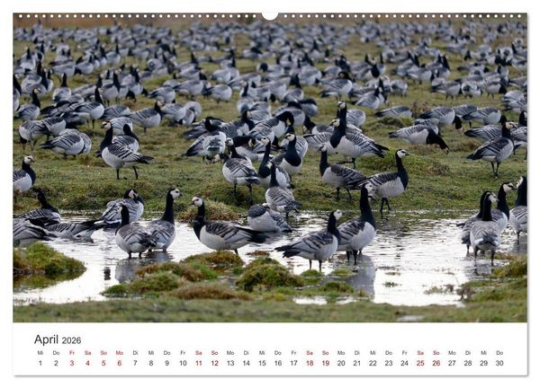 Produktbild: Estland - Pittoreske Sch&ouml;nheit im Baltikum (Wandkalender 2026 DIN A2 quer), CALVENDO Monatskalender
