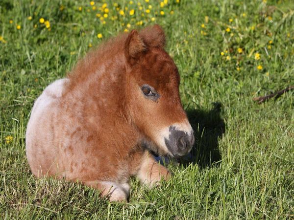 Produktbild: CALVENDO Puzzle Liegendes Pony-Fohlen | 1000 Teile Lege-Gr&ouml;&szlig;e 64x48cm Foto-Puzzle f&uuml;r gl&uuml;ckliche Stunden