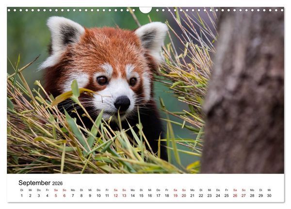 Produktbild: Rote Pandas - geschickte Kletterer (Wandkalender 2026 DIN A3 quer), CALVENDO Monatskalender