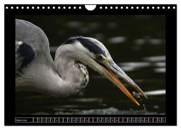 Produktbild: The heron parade (Wall Calendar 2026 DIN A4 landscape), CALVENDO 12 Month Wall Calendar