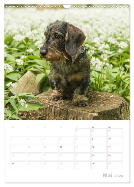 Produktbild: Der Dackel (M)ein treuer Weggef&auml;hrte (Wandkalender 2026 DIN A3 hoch), CALVENDO Monatskalender