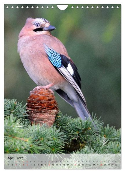Produktbild: V&ouml;gel im heimischen Garten (Wandkalender 2026 DIN A4 hoch), CALVENDO Monatskalender