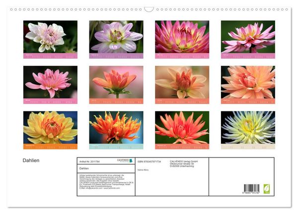 Produktbild: Dahlien (Wandkalender 2026 DIN A2 quer), CALVENDO Monatskalender