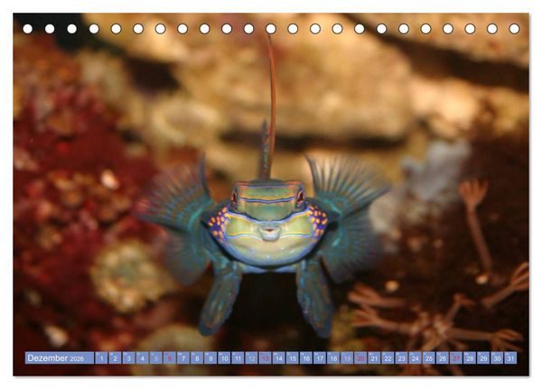Produktbild: Bunte Welt der Fische (Tischkalender 2026 DIN A5 quer), CALVENDO Monatskalender