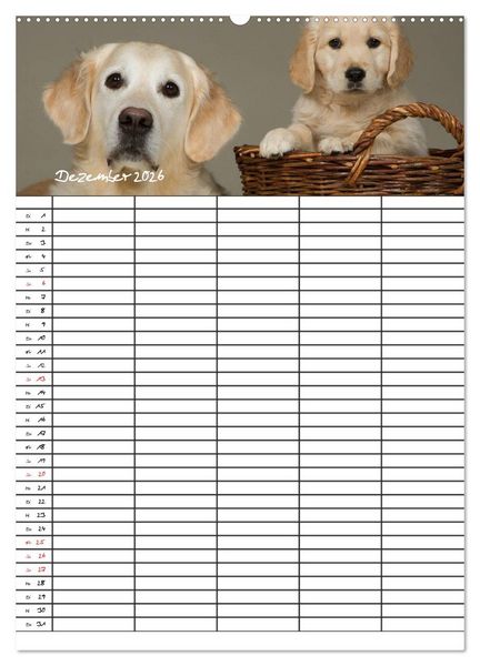 Produktbild: Familienplaner: Golden Retriever Welpen (Wandkalender 2026 DIN A2 hoch), CALVENDO Monatskalender