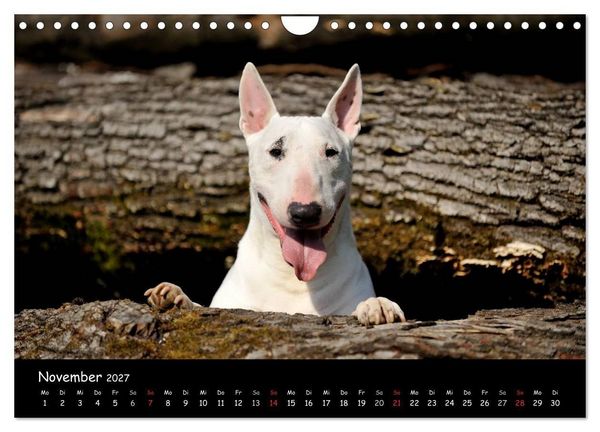 Produktbild: Bullterrier? Was sonst! (Wandkalender 2027 DIN A4 quer), CALVENDO Monatskalender