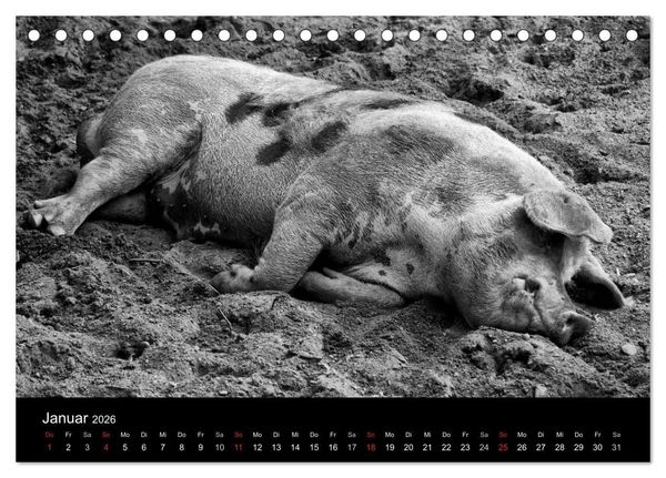 Produktbild: Das Leben der Schweine (Tischkalender 2026 DIN A5 quer), CALVENDO Monatskalender