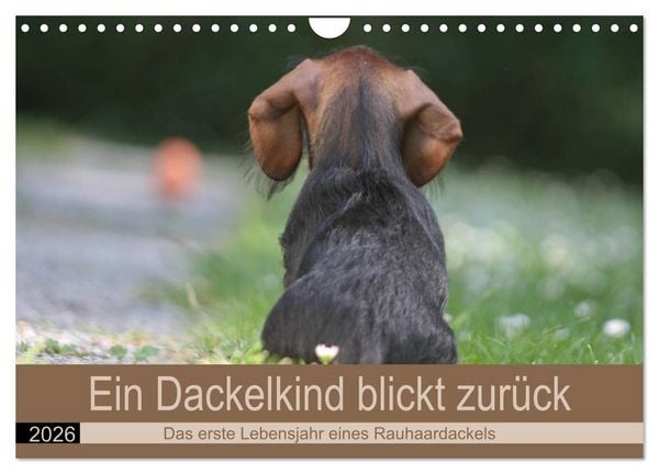 Produktbild: Ein Dackelkind blickt zur&uuml;ck (Wandkalender 2026 DIN A4 quer), CALVENDO Monatskalender