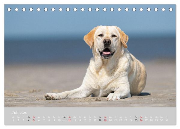 Produktbild: Liebenswerter Labrador 2026 (Tischkalender 2026 DIN A5 quer), CALVENDO Monatskalender