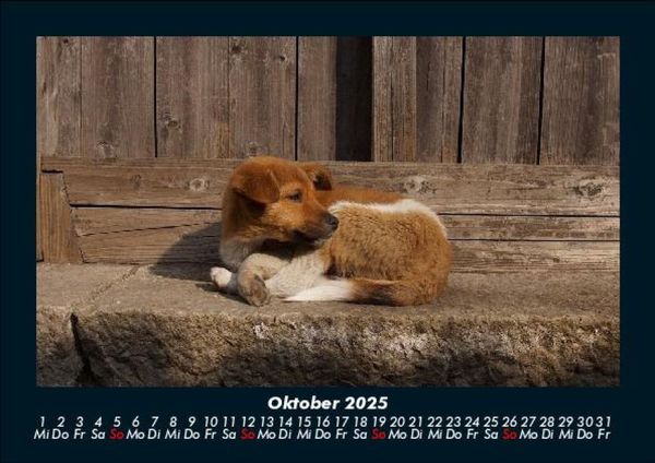 Produktbild: Der Hundekalender 2025 Fotokalender DIN A5
