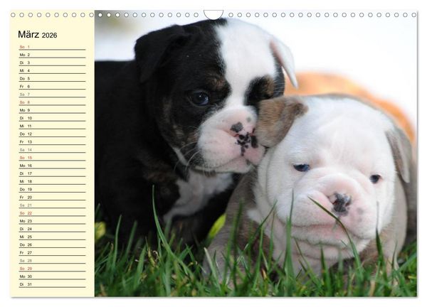 Produktbild: Bulldoggen-Moppelchen (Wandkalender 2026 DIN A3 quer), CALVENDO Monatskalender