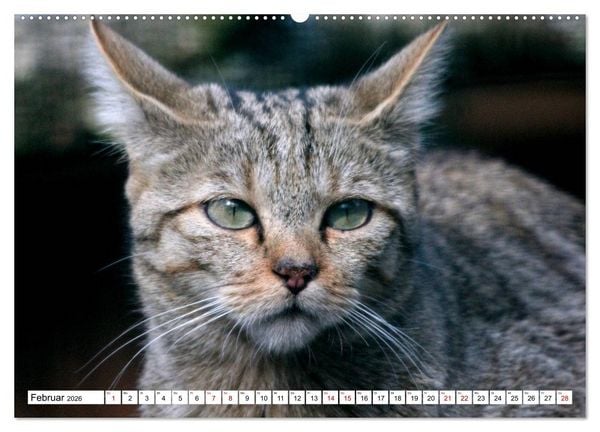 Produktbild: Wildkatzen - Die lautlosen J&auml;ger des Waldes (hochwertiger Premium Wandkalender 2026 DIN A2 quer), Kunstdruck in Hochglanz