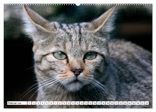 Produktbild: Wildkatzen - Die lautlosen J&auml;ger des Waldes (Wandkalender 2026 DIN A2 quer), CALVENDO Monatskalender