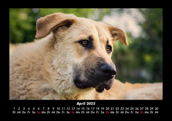 Produktbild: Hundezauber 2025 Fotokalender DIN A3