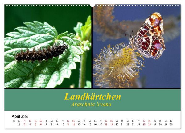 Produktbild: Zwei Leben, Raupe und Schmetterling (Wandkalender 2026 DIN A2 quer), CALVENDO Monatskalender
