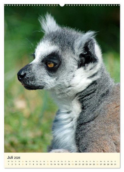 Produktbild: Putzige Kattas (hochwertiger Premium Wandkalender 2026 DIN A2 hoch), Kunstdruck in Hochglanz