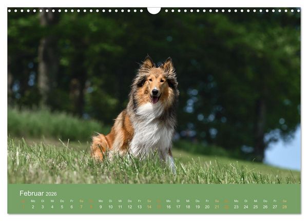 Produktbild: Fantastische Collies - Sieger der Herzen (Wandkalender 2026 DIN A3 quer), CALVENDO Monatskalender