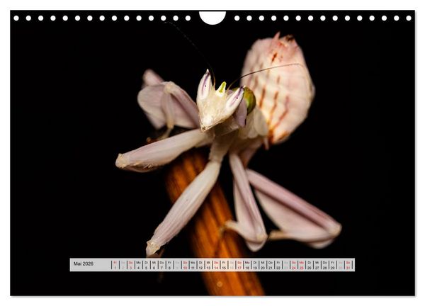 Produktbild: Die Orchideen Gottesanbeterin (Wandkalender 2026 DIN A4 quer), CALVENDO Monatskalender