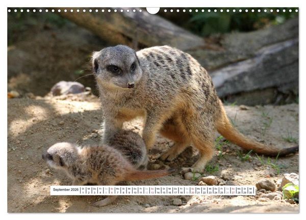 Produktbild: Erdm&auml;nnchen - Die Kobolde im Tierreich (Wandkalender 2026 DIN A3 quer), CALVENDO Monatskalender