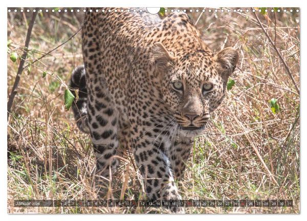 Produktbild: Leoparden - Geheimnisvolle J&auml;ger (Wandkalender 2026 DIN A3 quer), CALVENDO Monatskalender