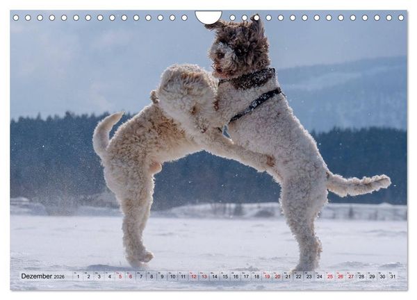 Produktbild: Lagotto Romagnolo Tanzende Tr&uuml;ffelnasen (Wandkalender 2026 DIN A4 quer), CALVENDO Monatskalender