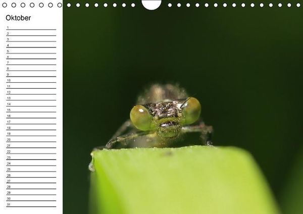 Produktbild: Libellen Geburtstagskalender (Wandkalender immerw&auml;hrend DIN A4 quer)