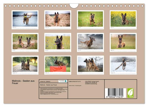 Produktbild: Malinois - Seelen aus Feuer (Wandkalender 2027 DIN A4 quer), CALVENDO Monatskalender