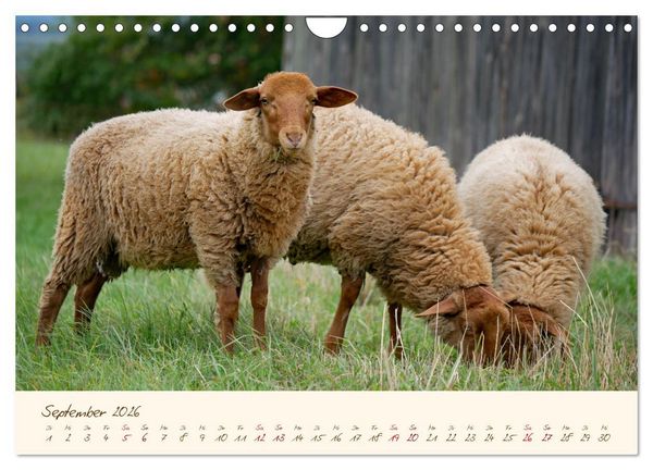 Produktbild: Coburger Fuchsschaf (Wandkalender 2026 DIN A4 quer), CALVENDO Monatskalender