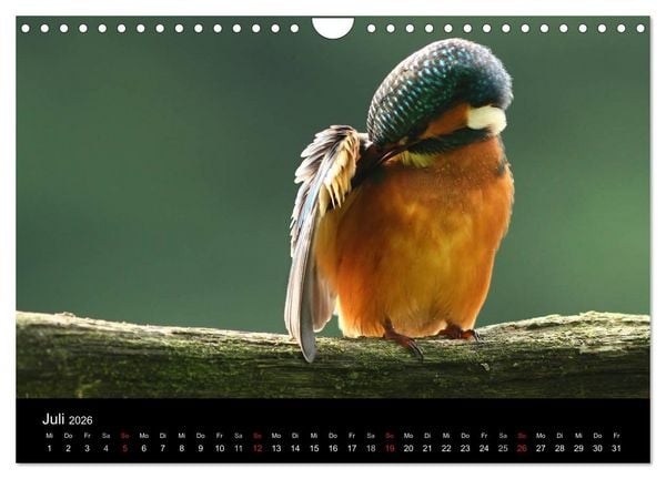 Produktbild: IM LAND DER EISV&Ouml;GEL (Wandkalender 2026 DIN A4 quer), CALVENDO Monatskalender