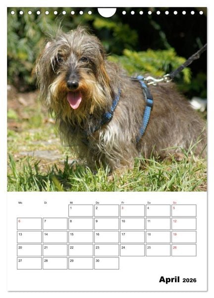 Produktbild: Liebenswerte Zwergrauhaardackel (Wandkalender 2026 DIN A4 hoch), CALVENDO Monatskalender